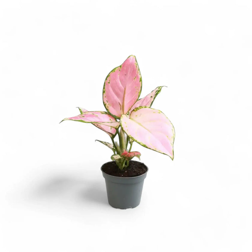 Aglaonema 'Red Zircon' potted houseplant in nursery pot on white background, product photo 2.