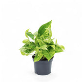 Epipremnum aureum 'Marble queen' – Topfpflanze im Kulturtopf vor weißem Hintergrund, Produktfoto 5.