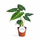 Alocasia micholitziana ‘Green velvet’ (‘Maxkowskii') potted houseplant in nursery pot on white background, product photo 10.