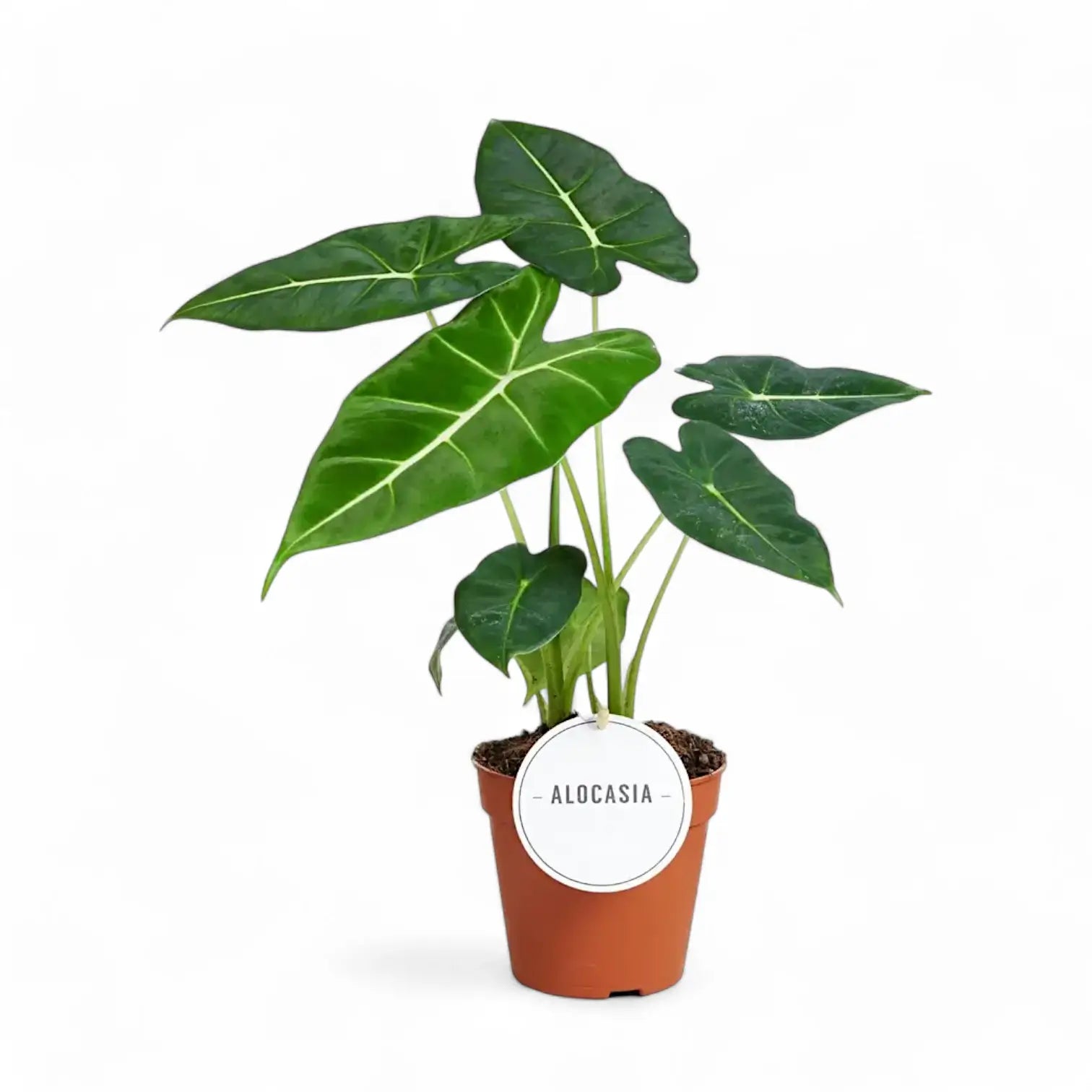 Alocasia micholitziana ‘Green velvet’ (‘Maxkowskii') potted houseplant in nursery pot on white background, product photo 10.