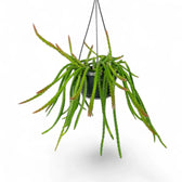 Aporocactus 'Melanie' – Zimmerpflanze im Kulturtopf auf weißem Hintergrund, Produktfoto 3.