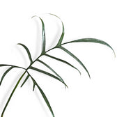 Philodendron polypodioides potted houseplant in nursery pot on white background, product photo 9.