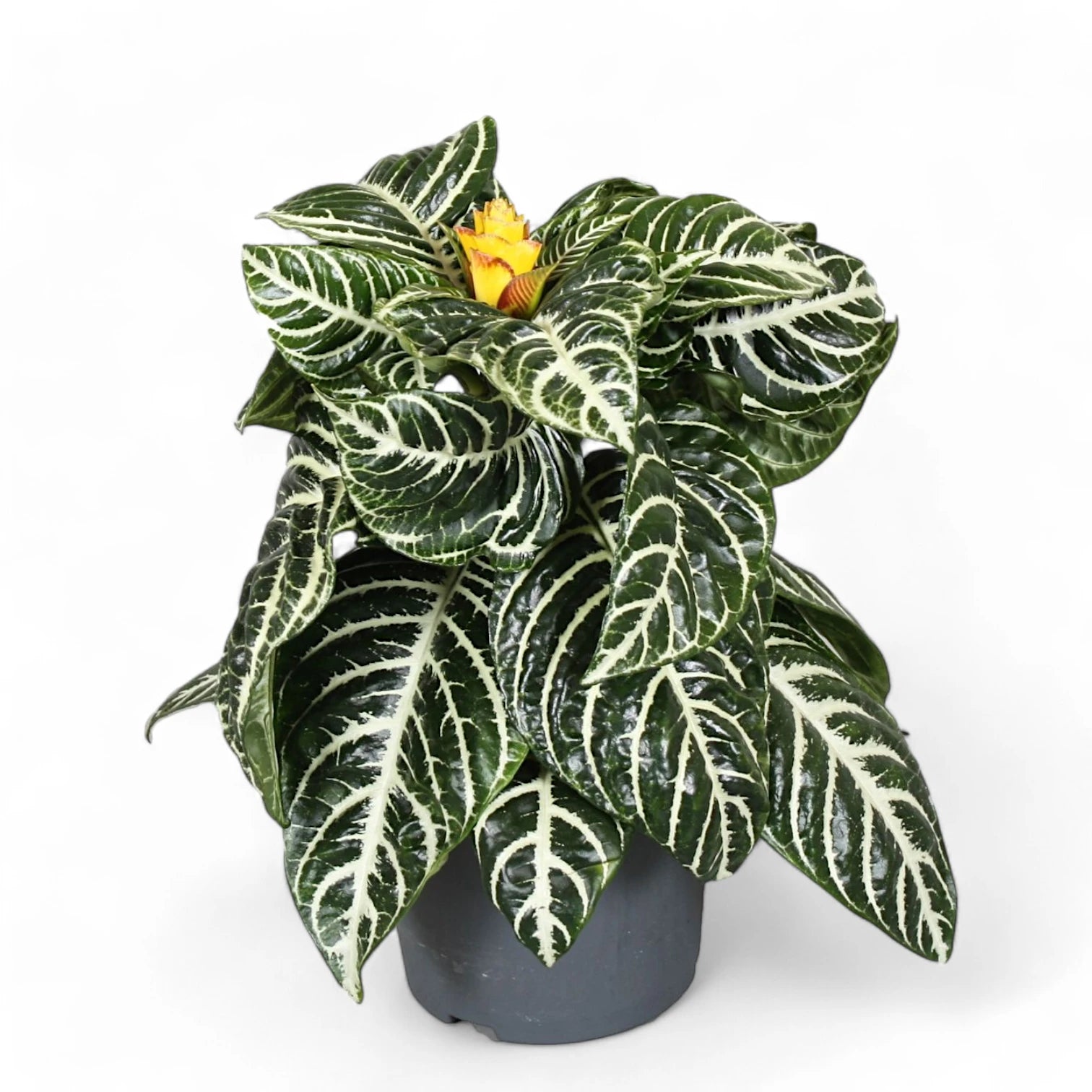 Aphelandra squarrosa – Zimmerpflanze im Kulturtopf auf weißem Hintergrund, Produktfoto 5.