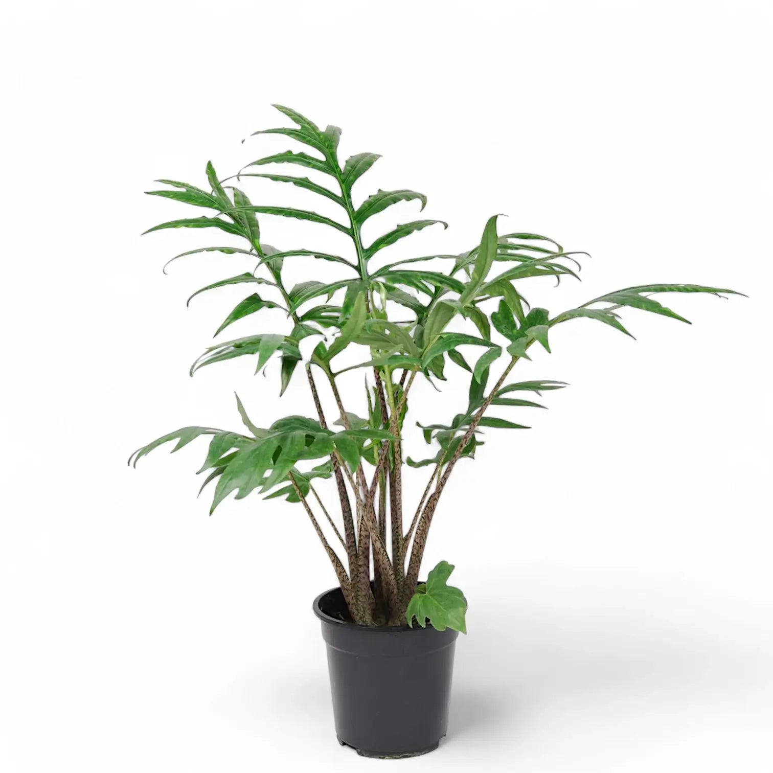 Alocasia brancifolia 'Pink Passion' potted houseplant in nursery pot on white background, product photo 2.