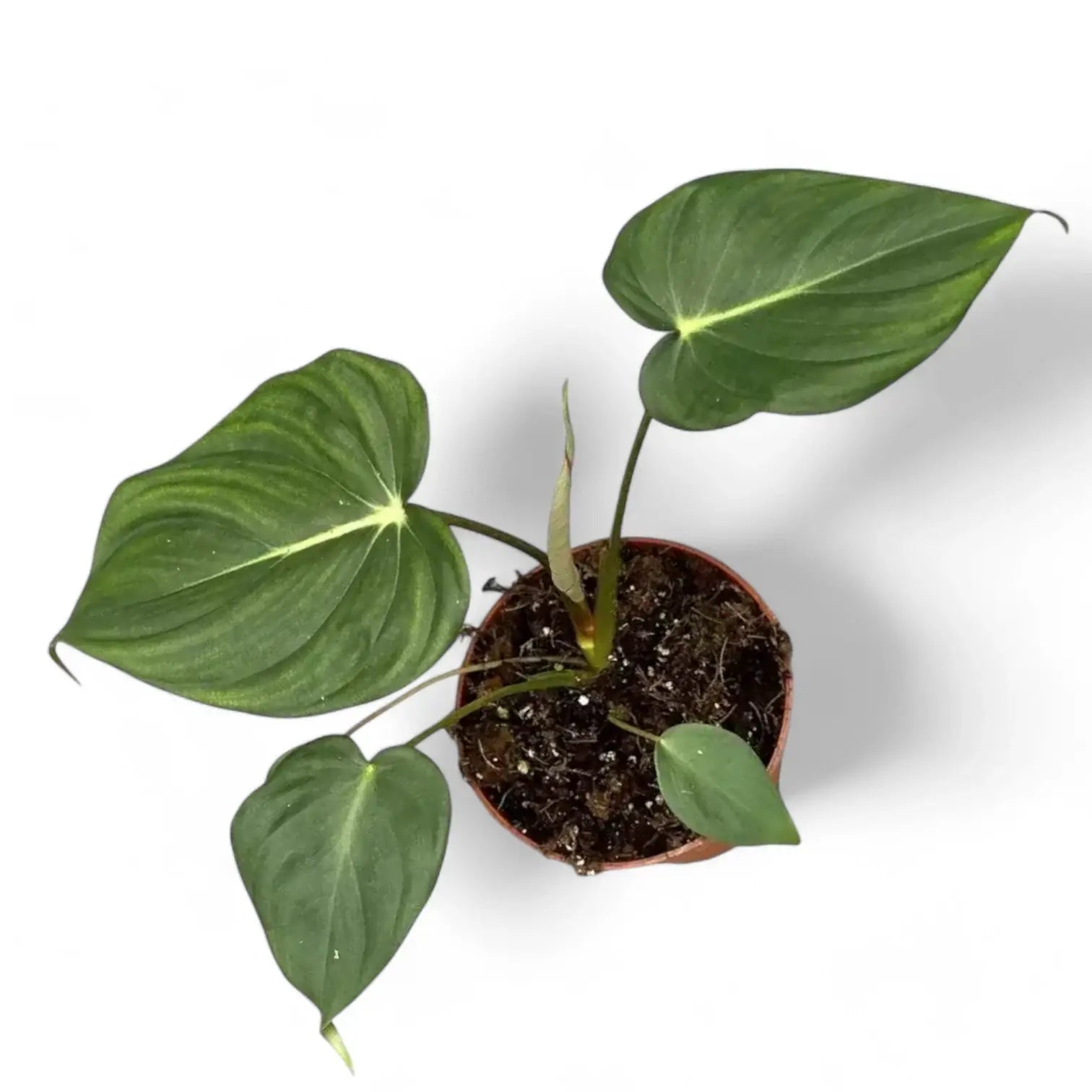 Philodendron 'Dean McDowell' (gloriosum x pastazanum) potted houseplant in nursery pot on white background, product photo 8.