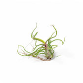 Tillandsia Air Plants