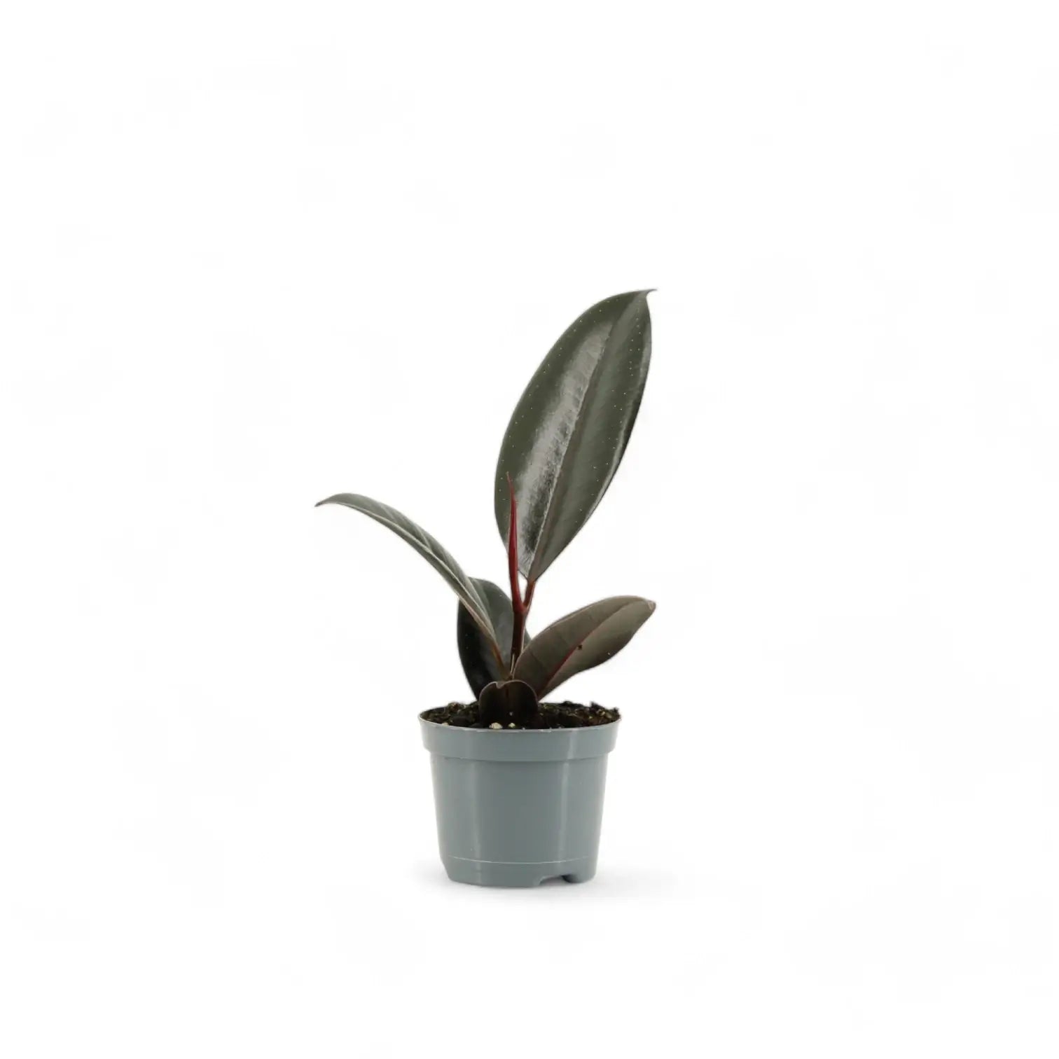 Ficus elastica 'Abidjan' potted houseplant in nursery pot on white background, product photo 3.