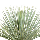 Yucca rostrata potted houseplant in nursery pot on white background, product photo 7.
