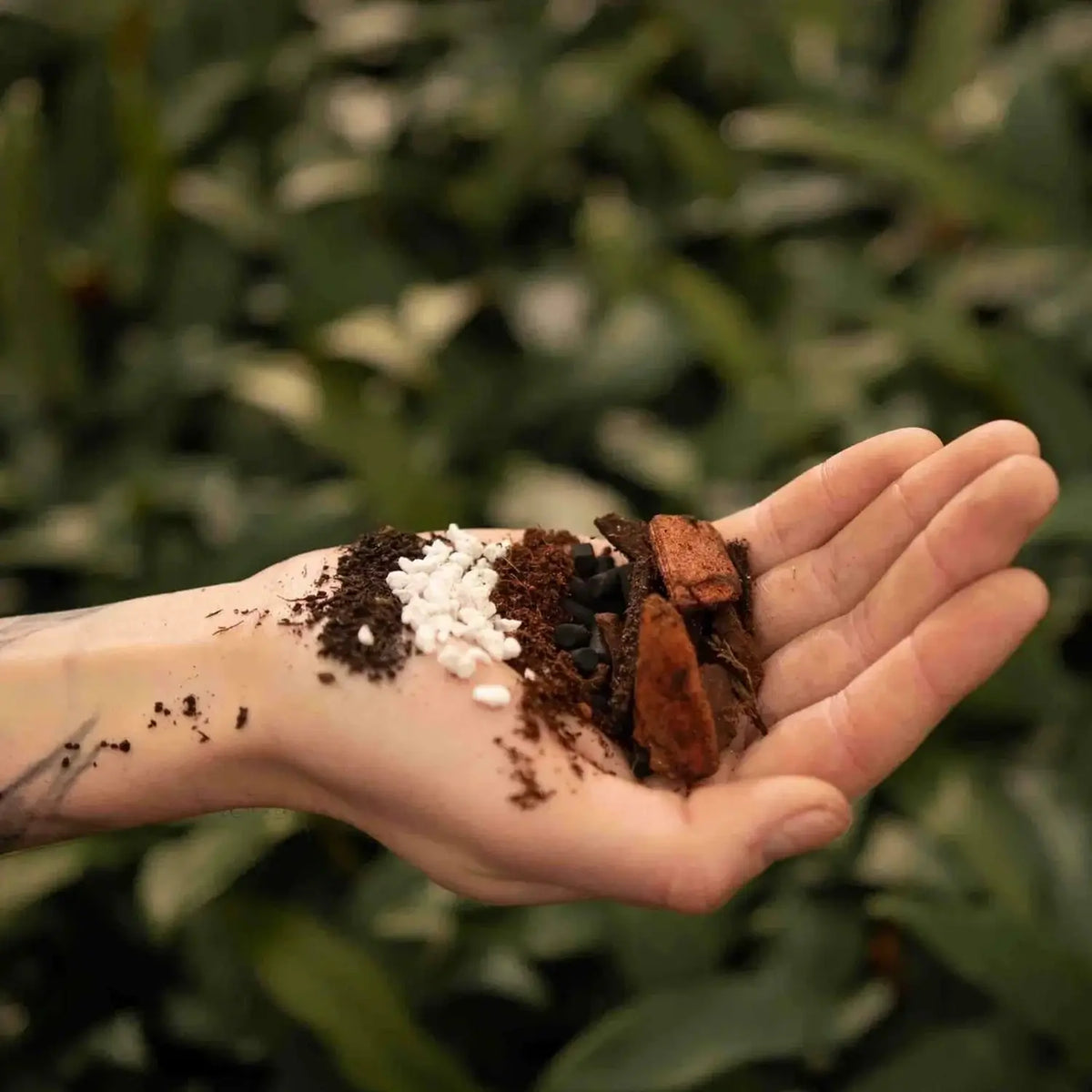 Anthurium Soil Mix on white background, product photo 2.