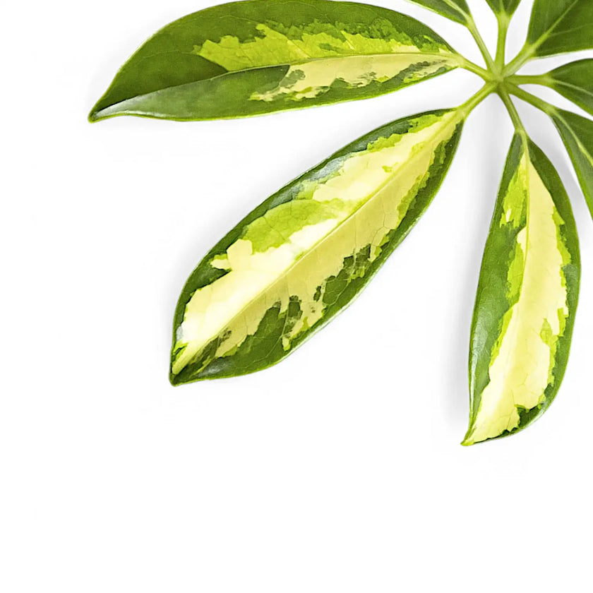 Nahaufnahme von Heptapleurum (Schefflera) arboricola 'Gerda' vor weißem Hintergrund.