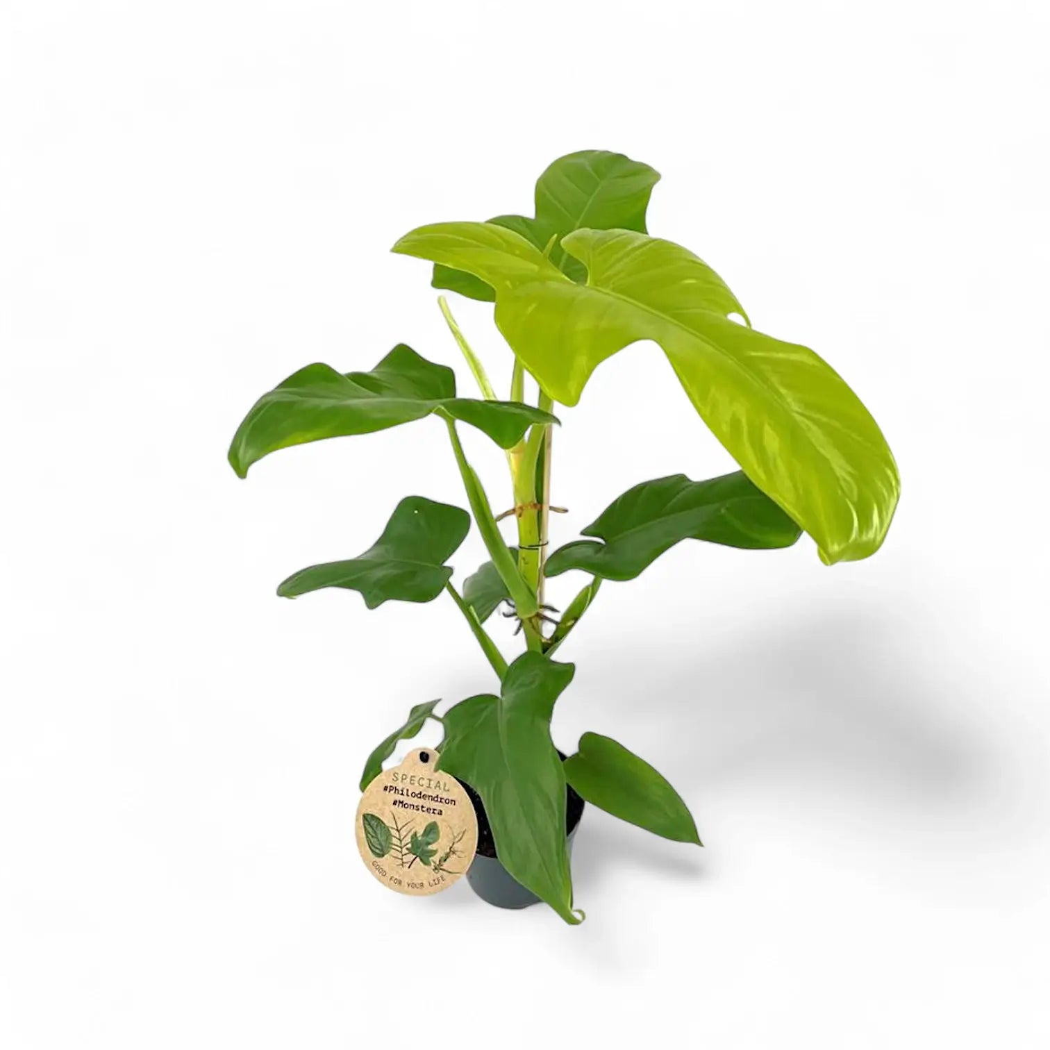 Philodendron bipennifolium 'Golden violin' potted houseplant in nursery pot on white background, product photo 7.