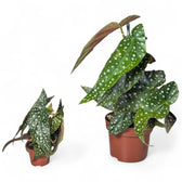 Begonia maculata 'Polka dot' – Zimmerpflanze im Kulturtopf auf weißem Hintergrund, Produktfoto 3.