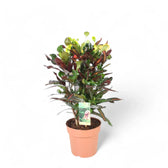 Codiaeum variegatum (Croton) 'Mammi' potted houseplant in nursery pot on white background, product photo 4.