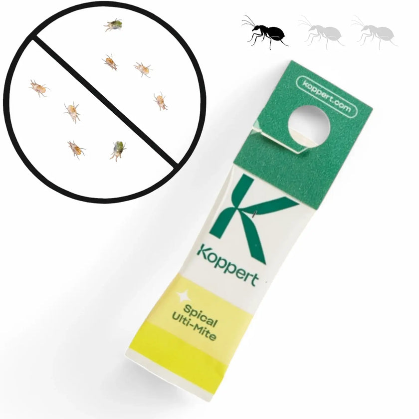 Spical (Ulti-Mite) Neoseiulus californicus against Spider Mites main product photo on white background.