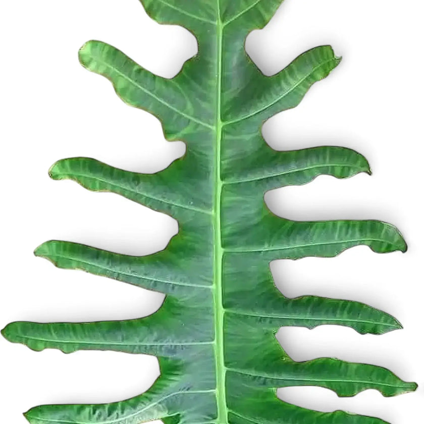 Alocasia portei leaf close-up on white background.