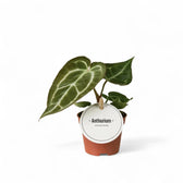 Anthurium crystallinum potted houseplant in nursery pot on white background, product photo 6.