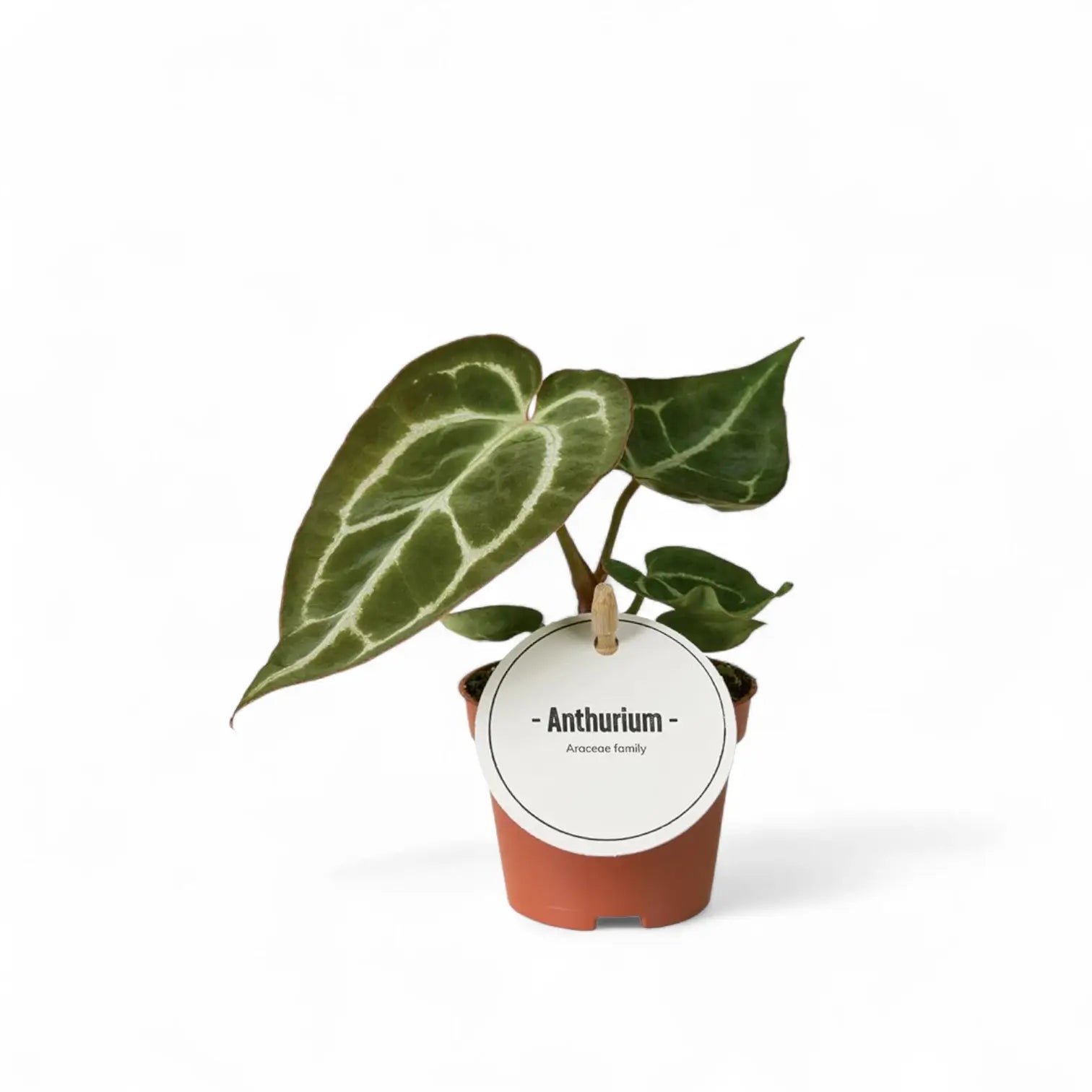 Anthurium crystallinum potted houseplant in nursery pot on white background, product photo 6.