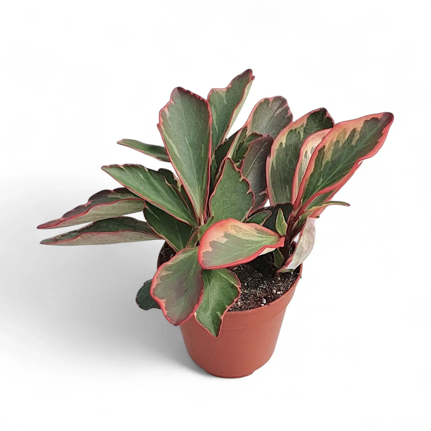 Peperomia clusiifolia 'Jellie' – Zimmerpflanze im Kulturtopf auf weißem Hintergrund, Produktfoto 2.