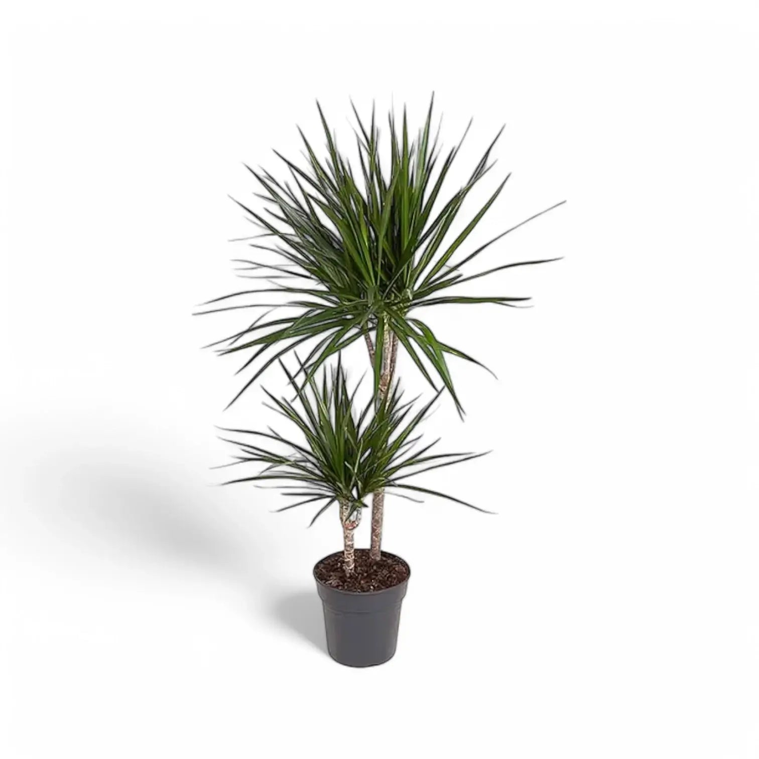 Dracaena reflexa var. angustifolia – Topfpflanze im Kulturtopf vor weißem Hintergrund, Produktfoto 5.