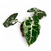 Alocasia ‘Frydek’ variegata potted houseplant in nursery pot on white background, product photo 13.