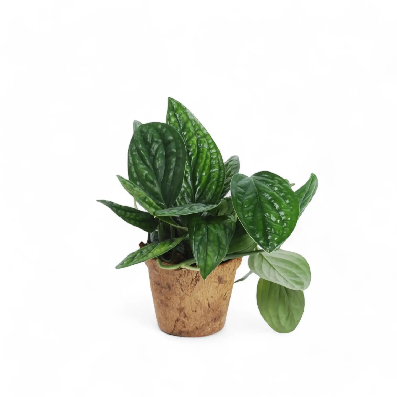 Monstera sp. Peru ('Karstenianum') – Zimmerpflanze im Kulturtopf auf weißem Hintergrund, Produktfoto 2.