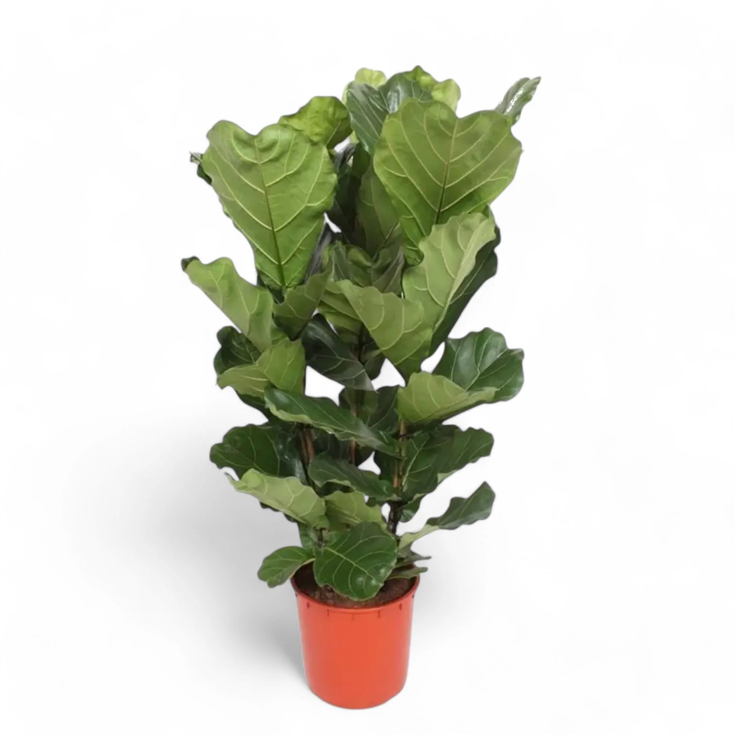 Ficus lyrata – Topfpflanze im Kulturtopf vor weißem Hintergrund, Produktfoto 11.