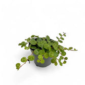 Peperomia prostrata – Zimmerpflanze im Kulturtopf auf weißem Hintergrund, Produktfoto 4.