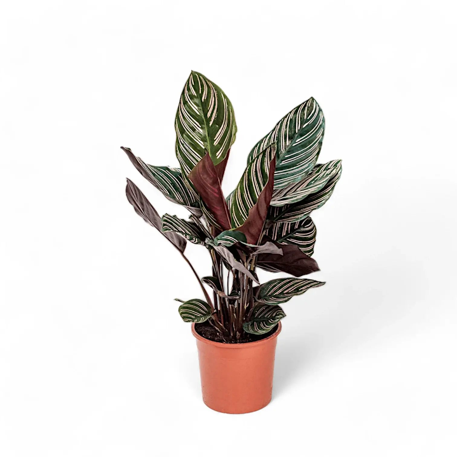 Goeppertia (Calathea) ornata – Topfpflanze im Kulturtopf vor weißem Hintergrund, Produktfoto 4.