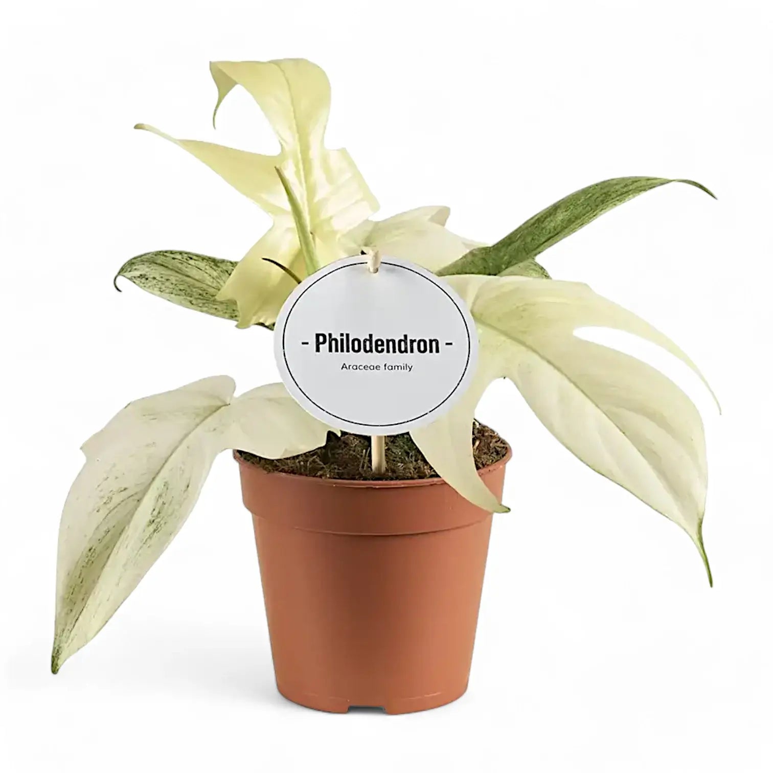 Philodendron 'Florida Ghost' potted houseplant in nursery pot on white background, product photo 9.
