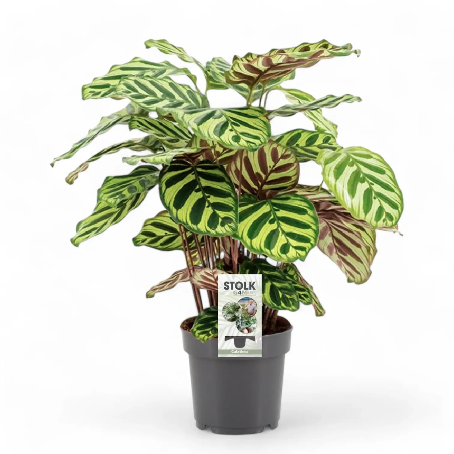 Goeppertia (Calathea) majestica 'Whitestar' – Topfpflanze im Kulturtopf vor weißem Hintergrund, Produktfoto 3.