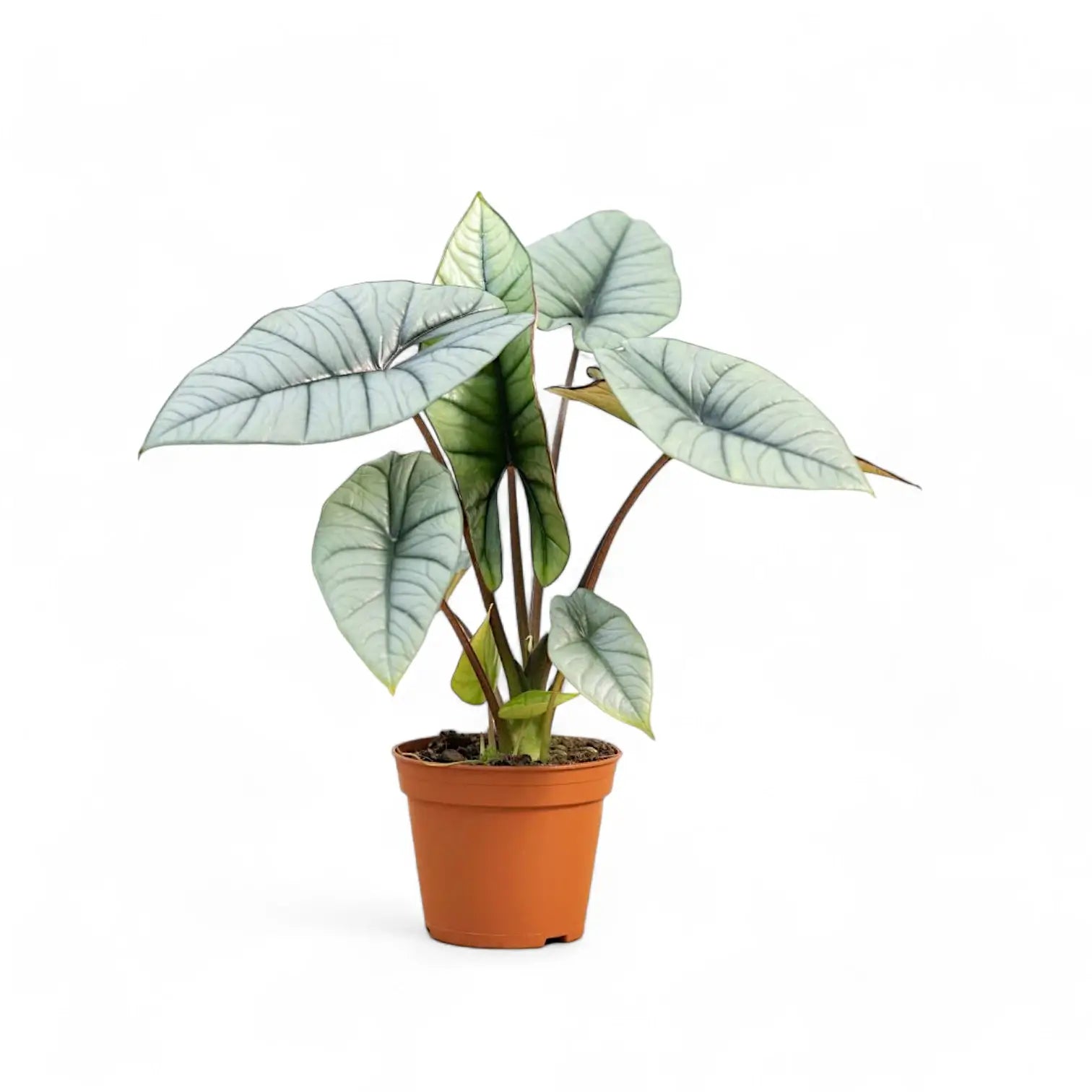 Alocasia 'Platinum' – Zimmerpflanze im Kulturtopf auf weißem Hintergrund, Produktfoto 9.