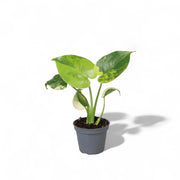 Monstera deliciosa var. borsigiana 'Aurea variegata' potted houseplant in nursery pot on white background, product photo 4.