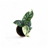 Alocasia baginda 'Dragon scale' albo-variegata potted houseplant in nursery pot on white background, product photo 6.