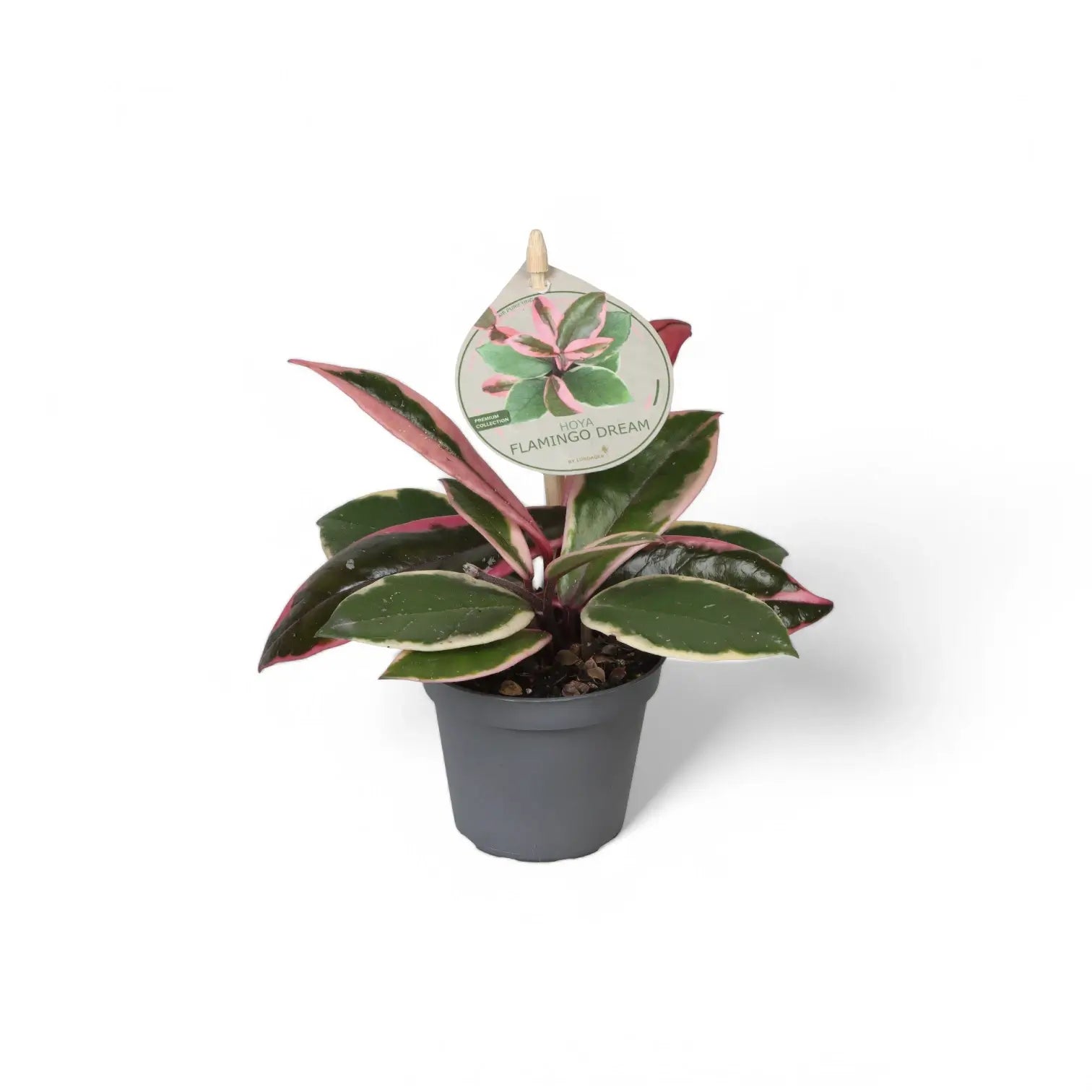 Hoya carnosa 'Flamingo Dream' potted houseplant in nursery pot on white background, product photo 7.