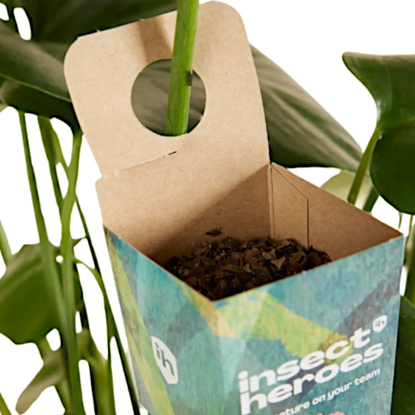 Cryptolaemus montrouzieri against Mealybugs on white background, product photo 2.