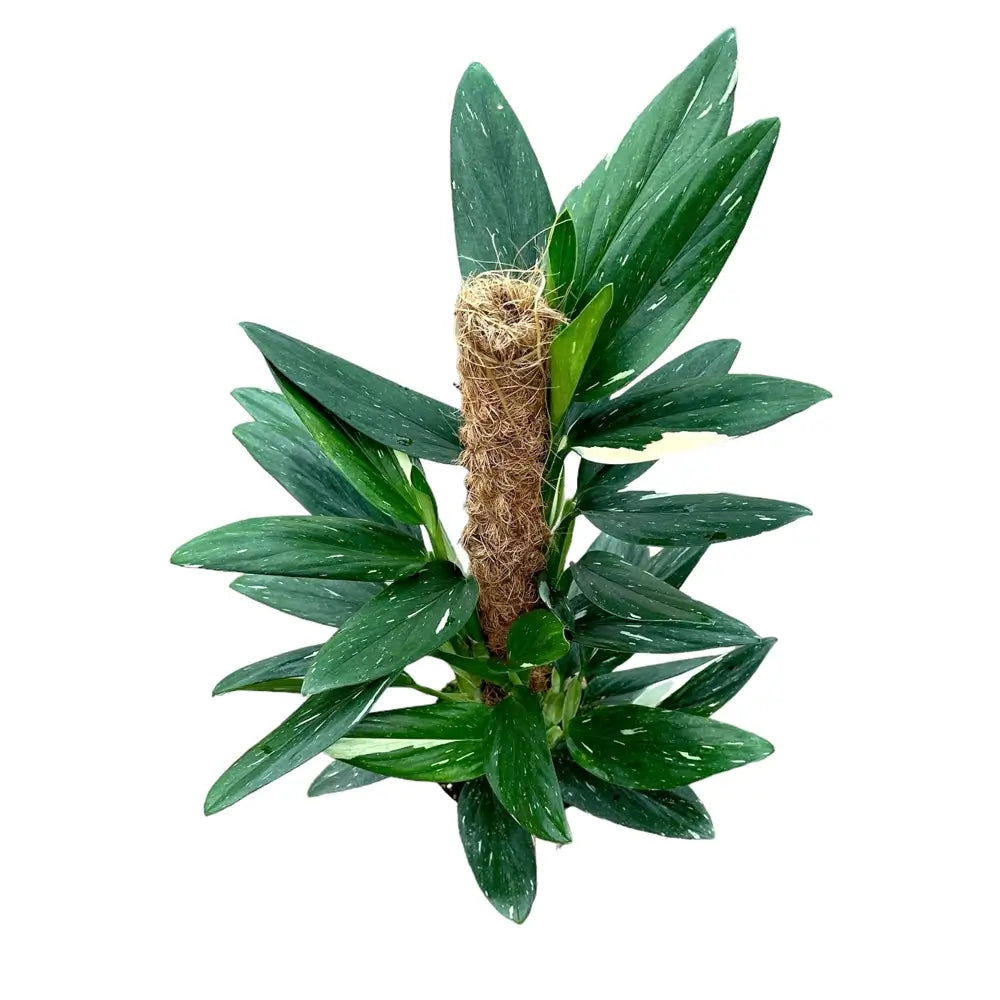 Monstera standleyana variegata – Zimmerpflanze im Kulturtopf auf weißem Hintergrund, Produktfoto 6.