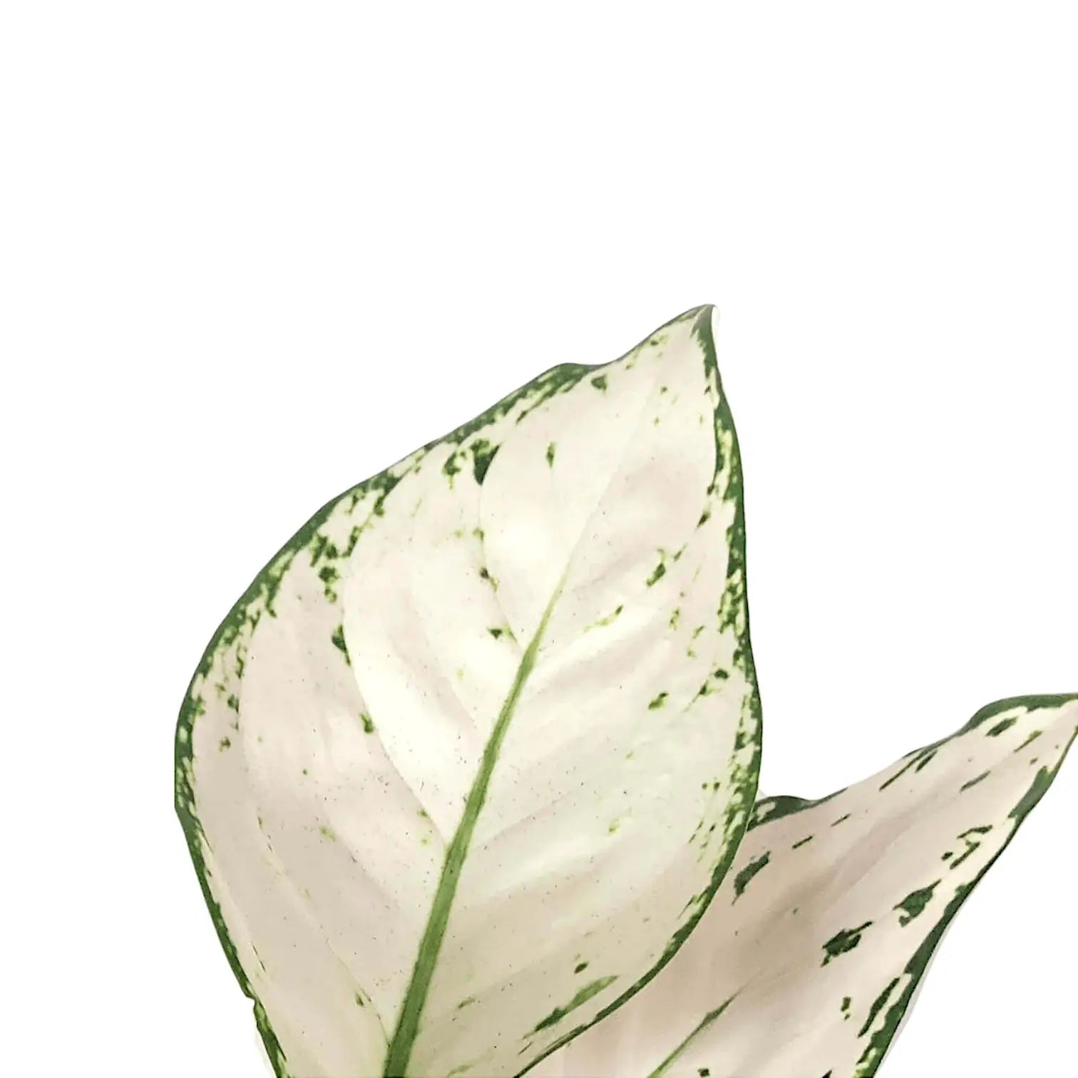 Nahaufnahme eines Blatts von Aglaonema 'White joy' vor weißem Hintergrund.