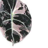 Alocasia reginula Pink Variegated potted houseplant in nursery pot on white background, product photo 4.