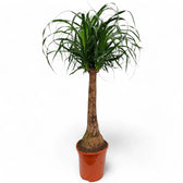 Beaucarnea recurvata – Zimmerpflanze im Kulturtopf auf weißem Hintergrund, Produktfoto 15.