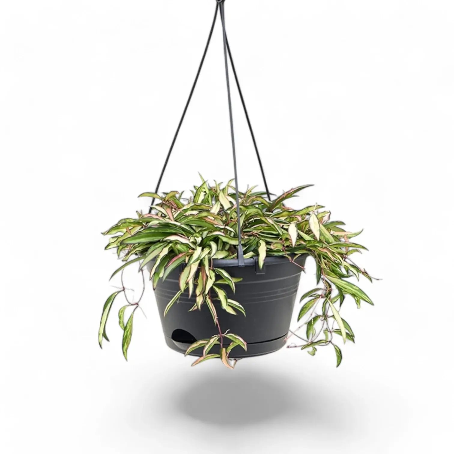 Hoya wayetii 'Tricolor' potted houseplant in nursery pot on white background, product photo 7.