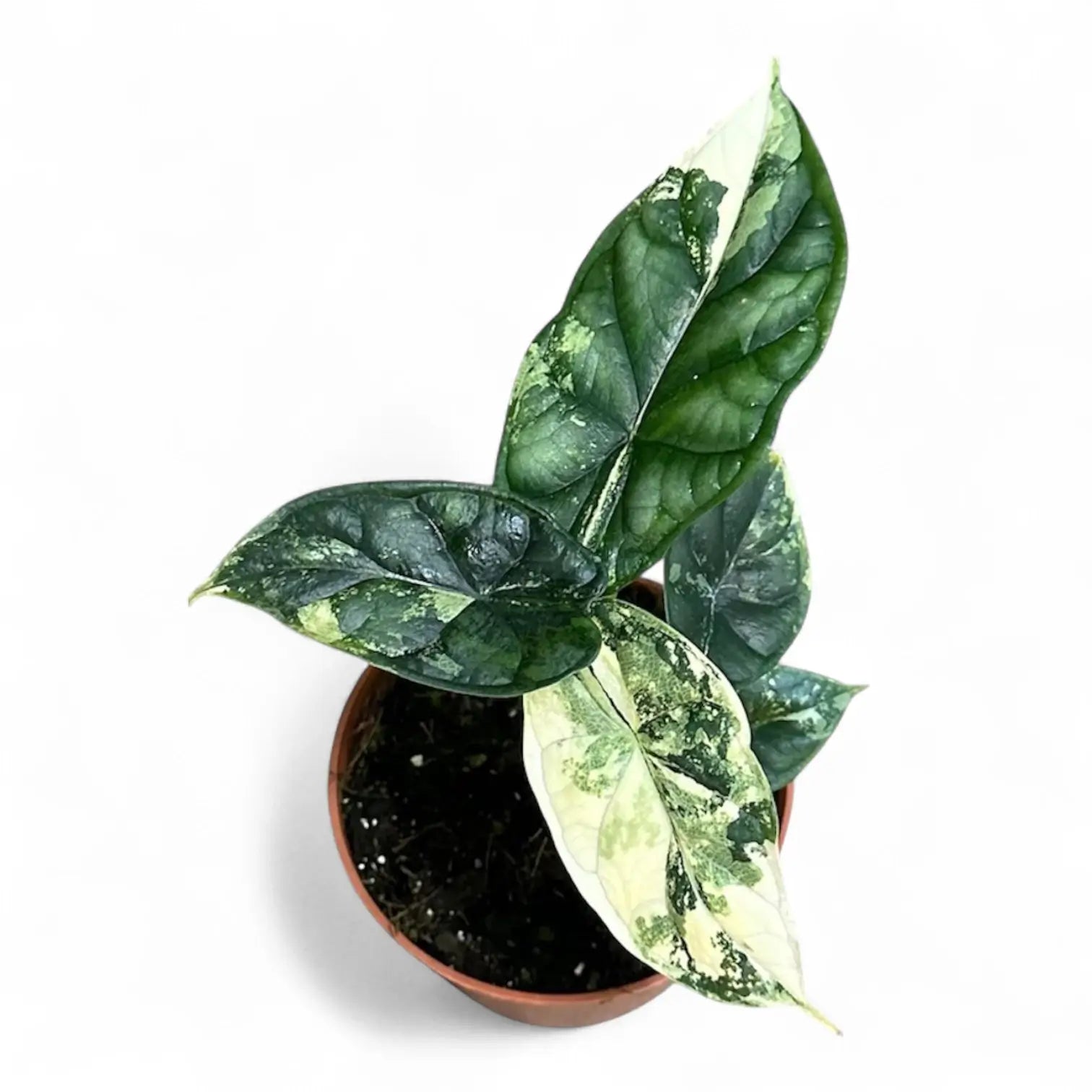 Alocasia baginda 'Dragon scale' albo-variegata potted houseplant in nursery pot on white background, product photo 10.