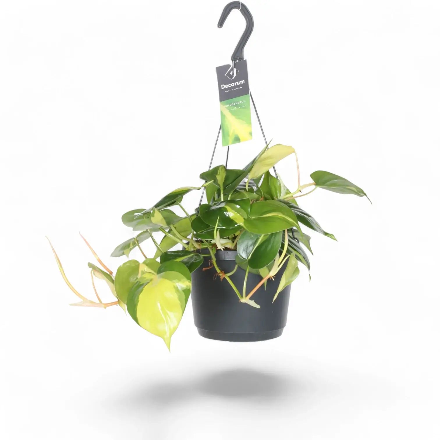 Philodendron hederaceum var. oxycardium 'Brasil' – Topfpflanze im Kulturtopf vor weißem Hintergrund, Produktfoto 8.