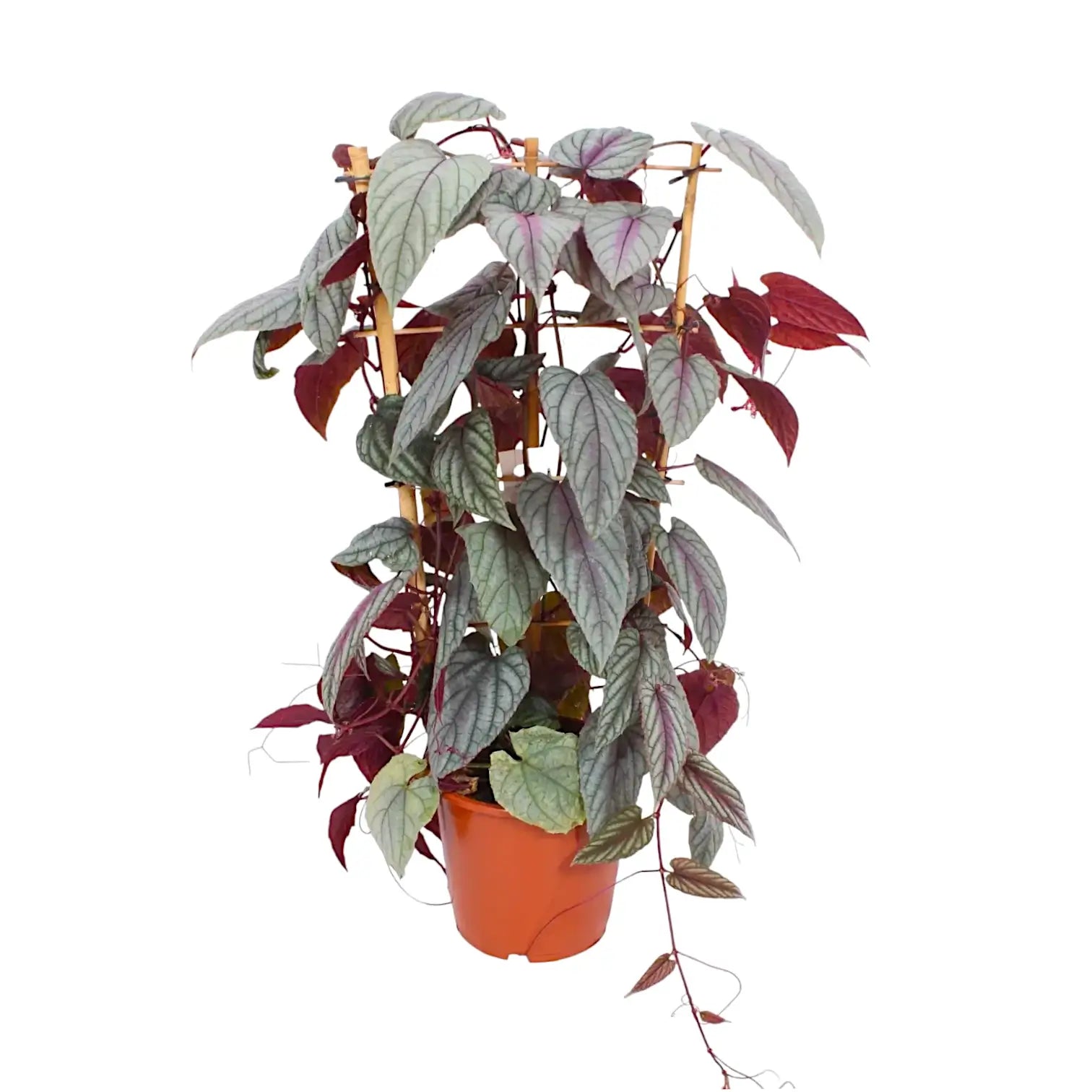 Cissus discolor 'Violet Vine' – Zimmerpflanze im Kulturtopf auf weißem Hintergrund, Produktfoto 7.