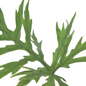 Nahaufnahme eines Blatts von Philodendron warszewiczii vor weißem Hintergrund.