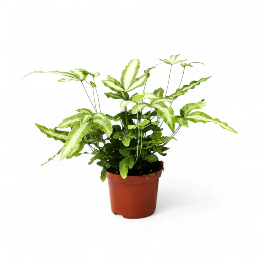 Pteris cretica 'Albolineata' potted houseplant in nursery pot on white background, product photo 2.