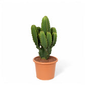 Euphorbia ingens – Topfpflanze im Kulturtopf vor weißem Hintergrund, Produktfoto 4.