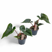 Philodendron squamicaule – Topfpflanze im Kulturtopf vor weißem Hintergrund, Produktfoto 4.