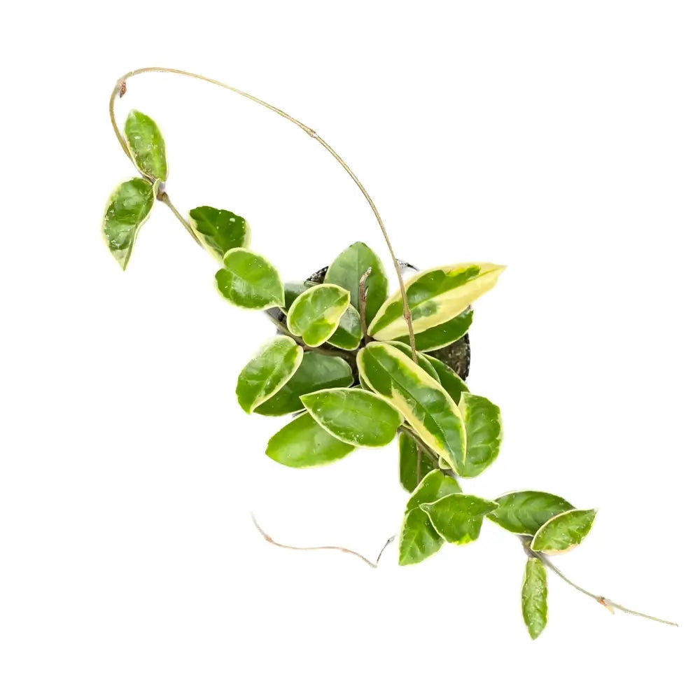 Hoya carnosa 'Krimson Queen' (albomarginata) – Topfpflanze im Kulturtopf vor weißem Hintergrund, Produktfoto 8.