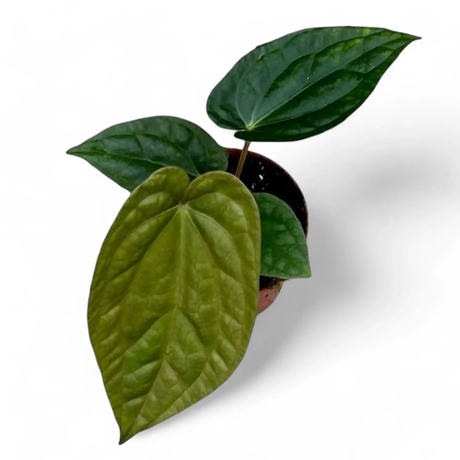 Anthurium magnificum x luxurians potted houseplant in nursery pot on white background, product photo 3.