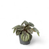 Peperomia albovittata 'Piccolo Banda' potted houseplant in nursery pot on white background, product photo 3.